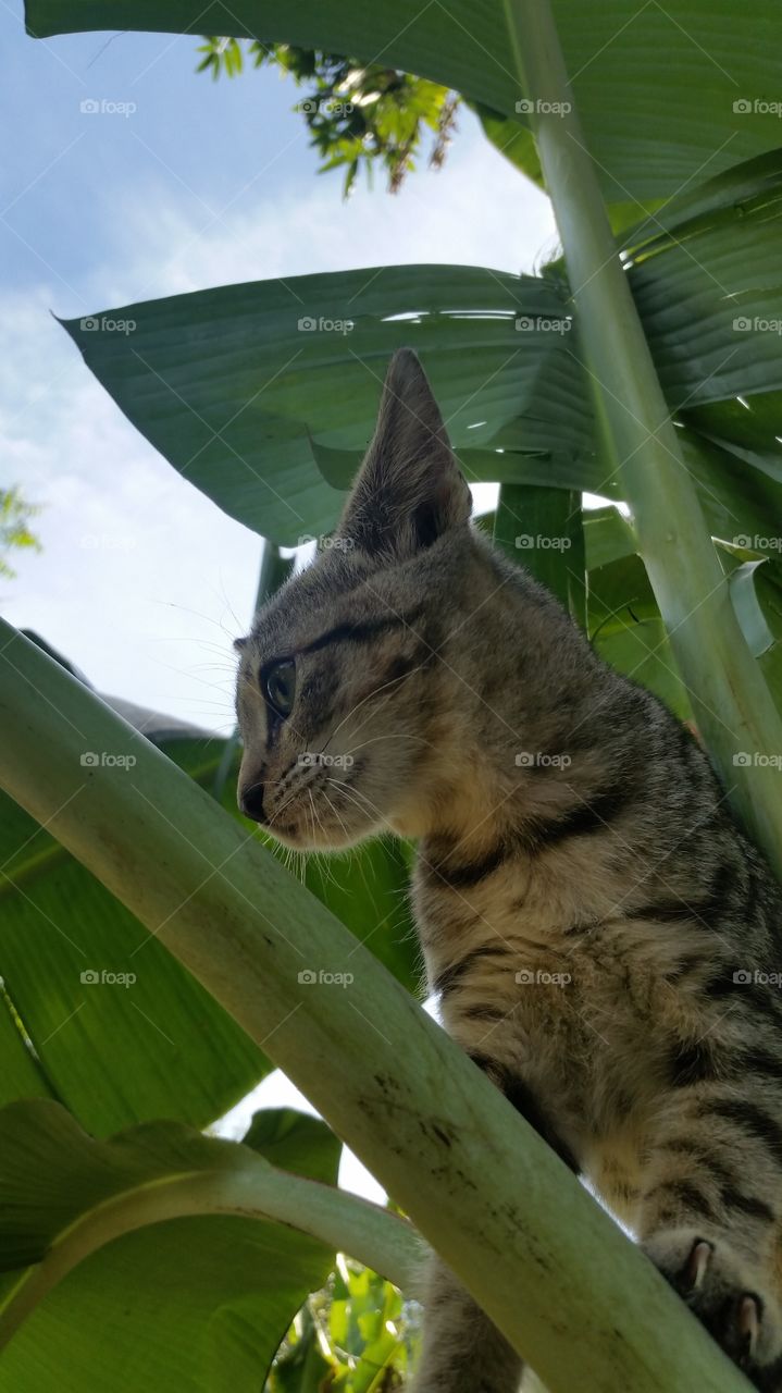 Cat Egyptian Mau