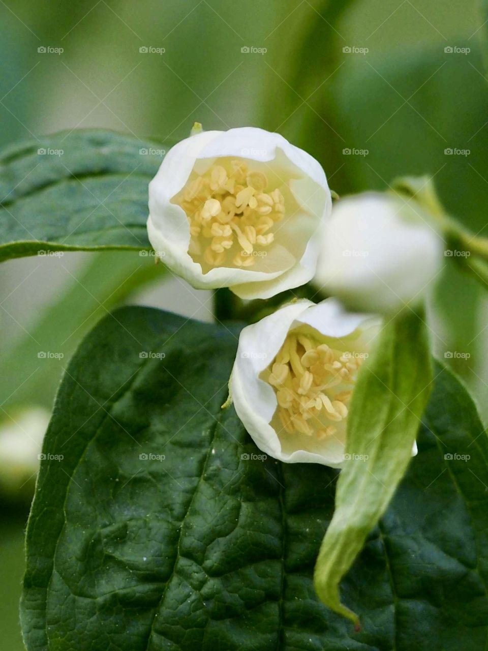 Mock oranges (Jazminas)