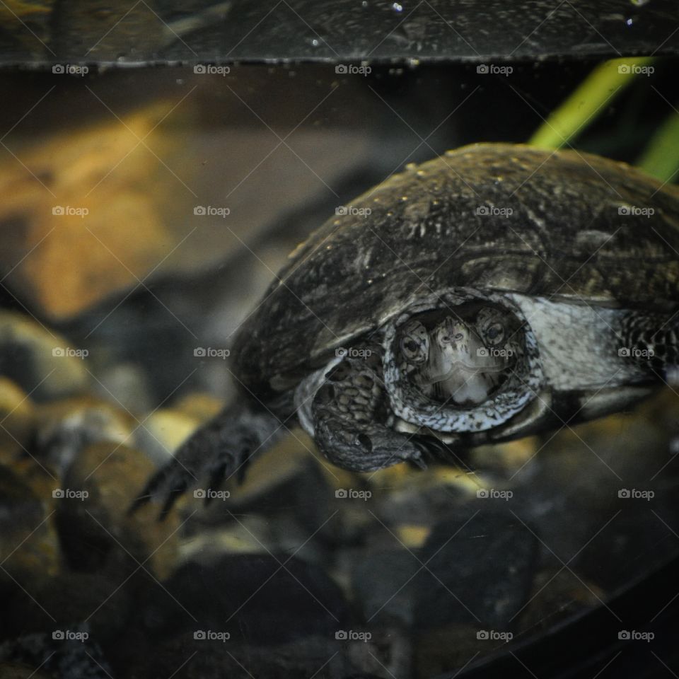 Western Pond Turtle