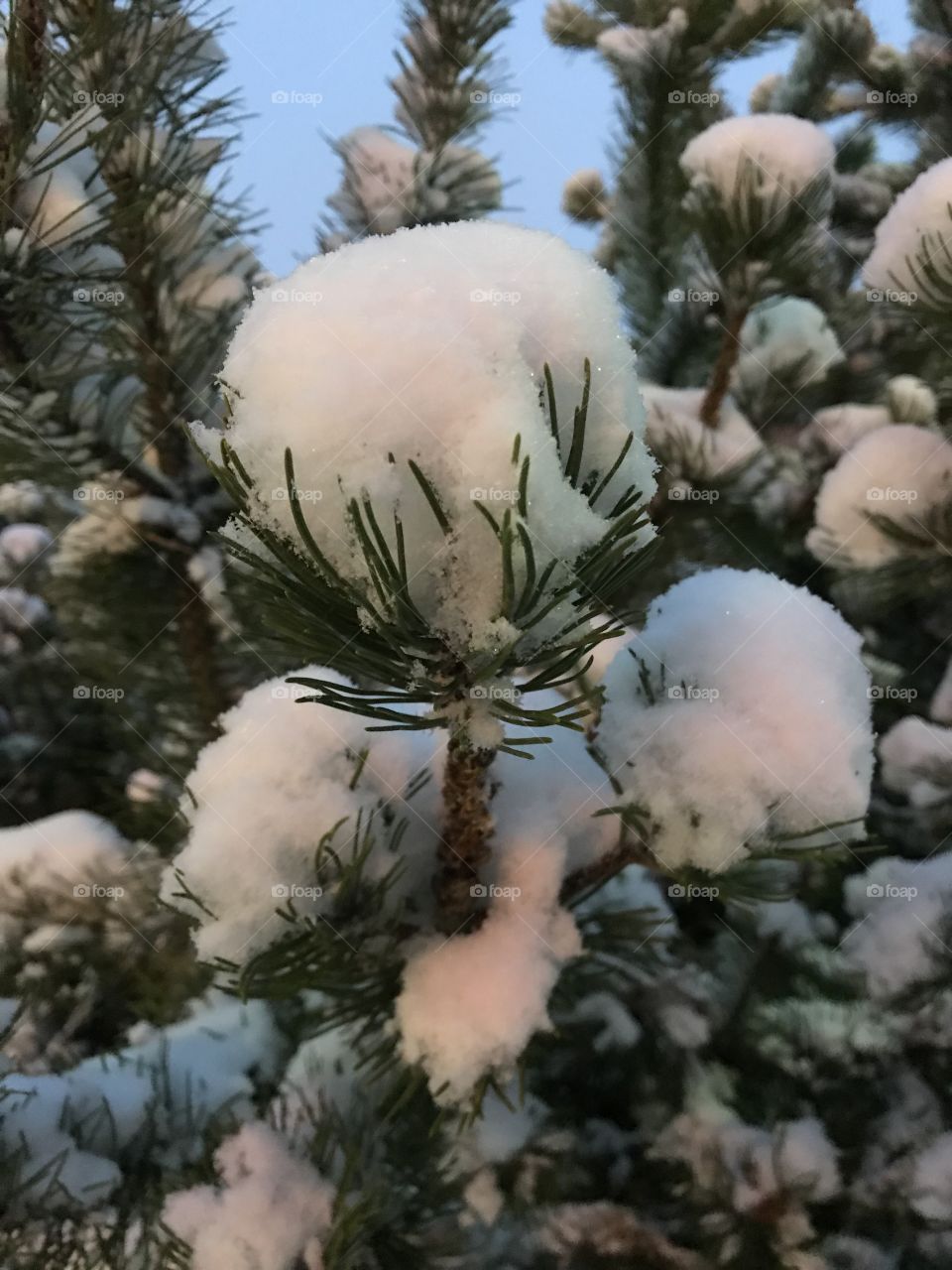 A pine branch covered in snow