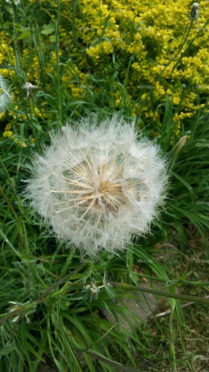 Dandelion Seedhead