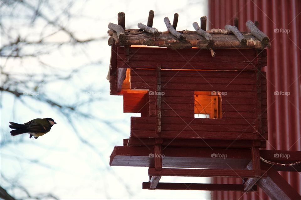 Close-up of a flying bird and bird house