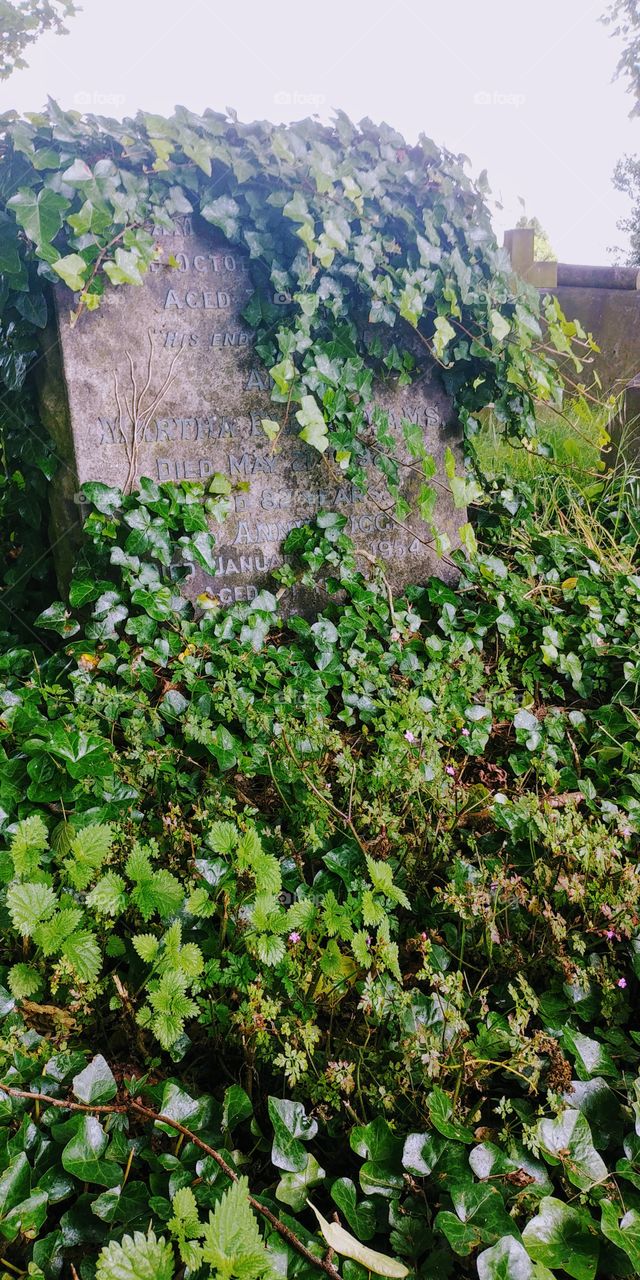 old tombstone overgrown and covered with ivy