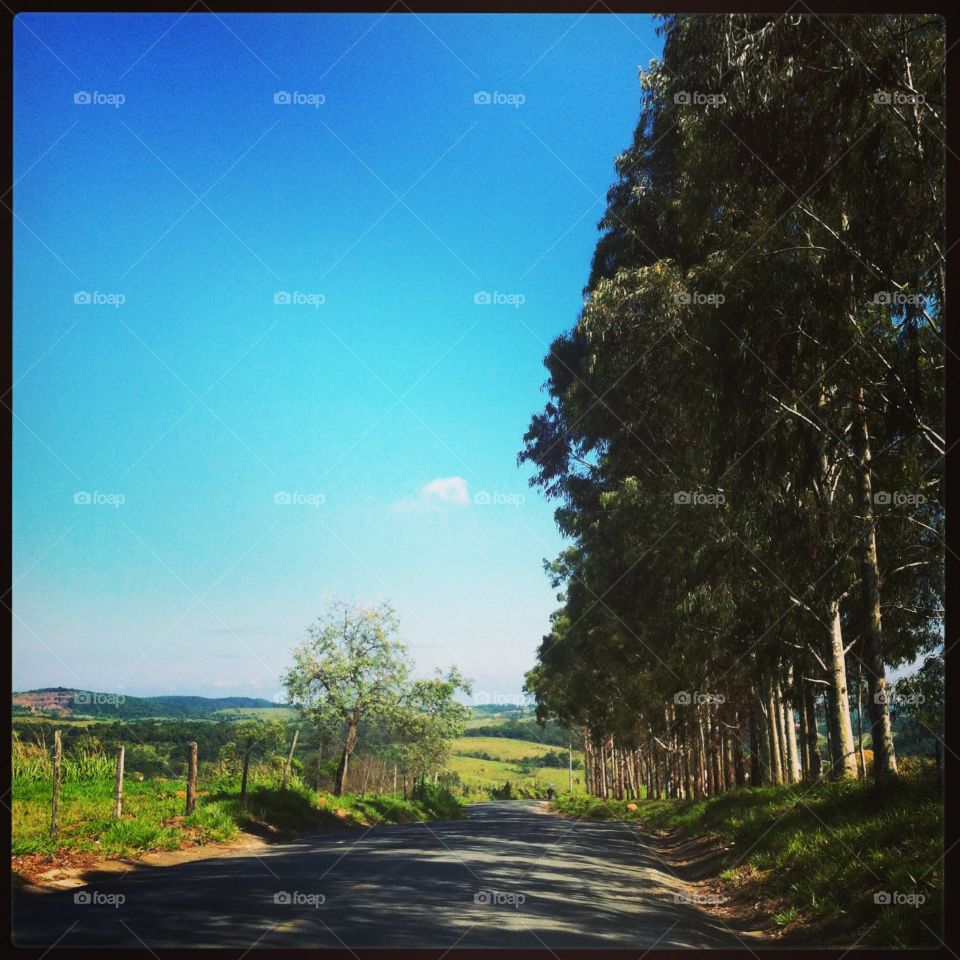 Contrariando a previsão, #céu azul no trecho “caipira” até #Itupeva!
🌲 
#árvores
#paisagem
#natureza
#fotografia