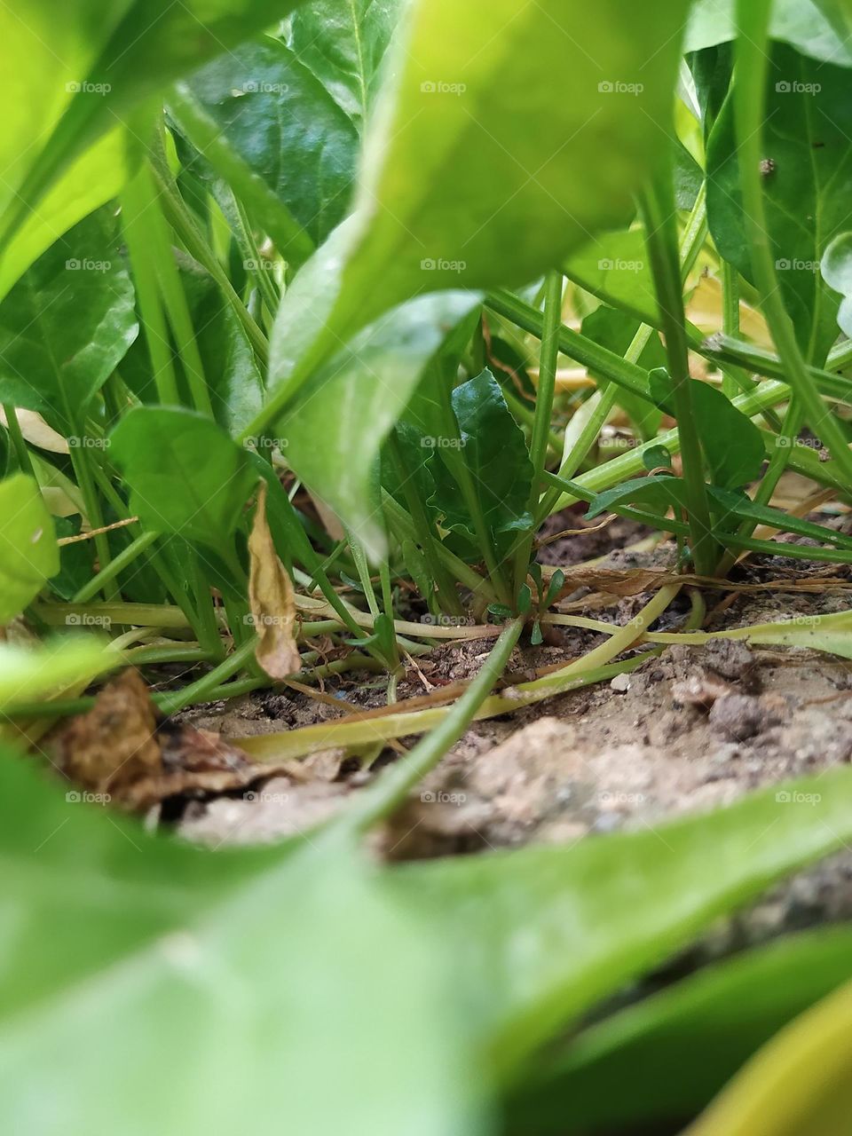 How the world look like from the little insects perspective