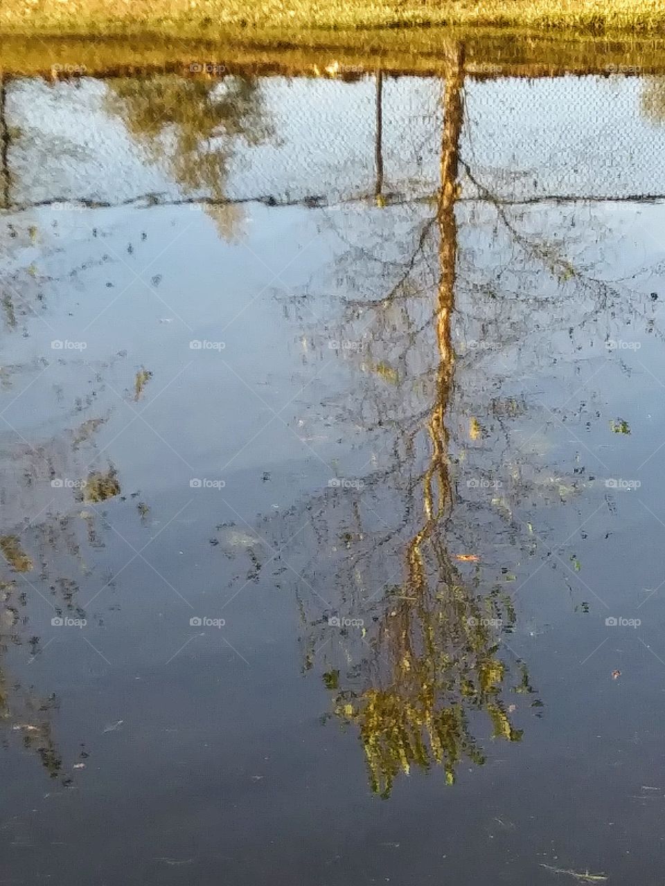 reflection of a tree