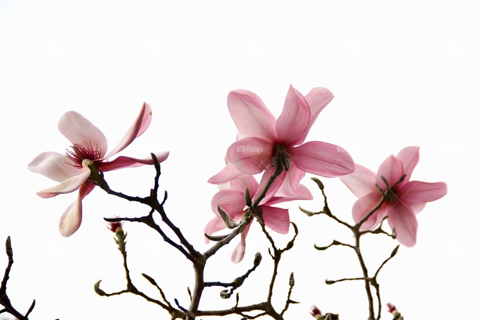 Magnolia 