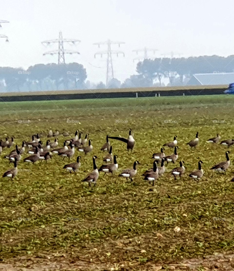 Group of swans on the estate.