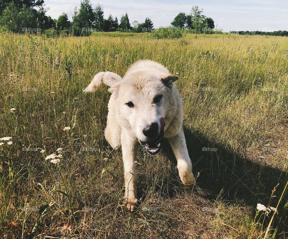 Dog on outdoors