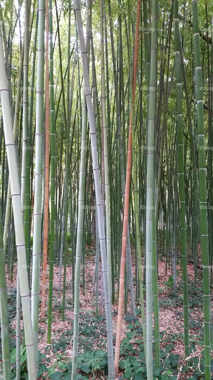 Bamboos