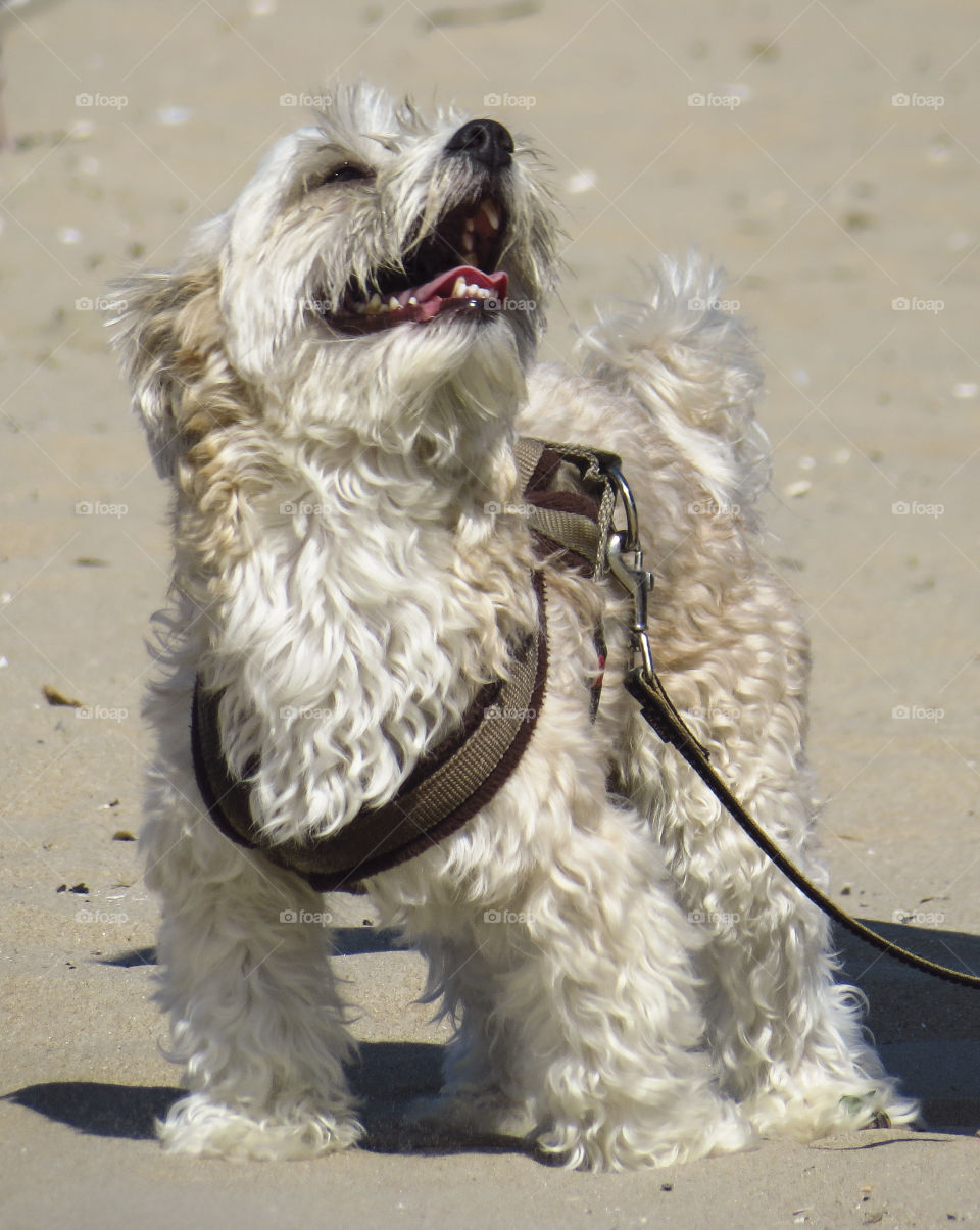Dogs love to be on the beach. This little one looks like he's smiling