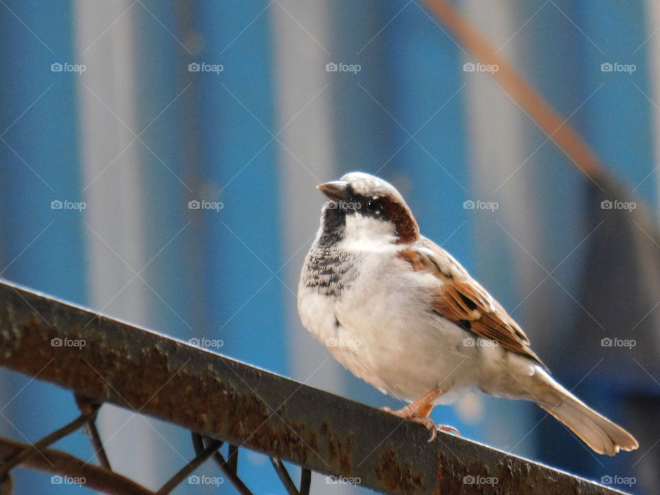 Bird sitting on iron rod in india