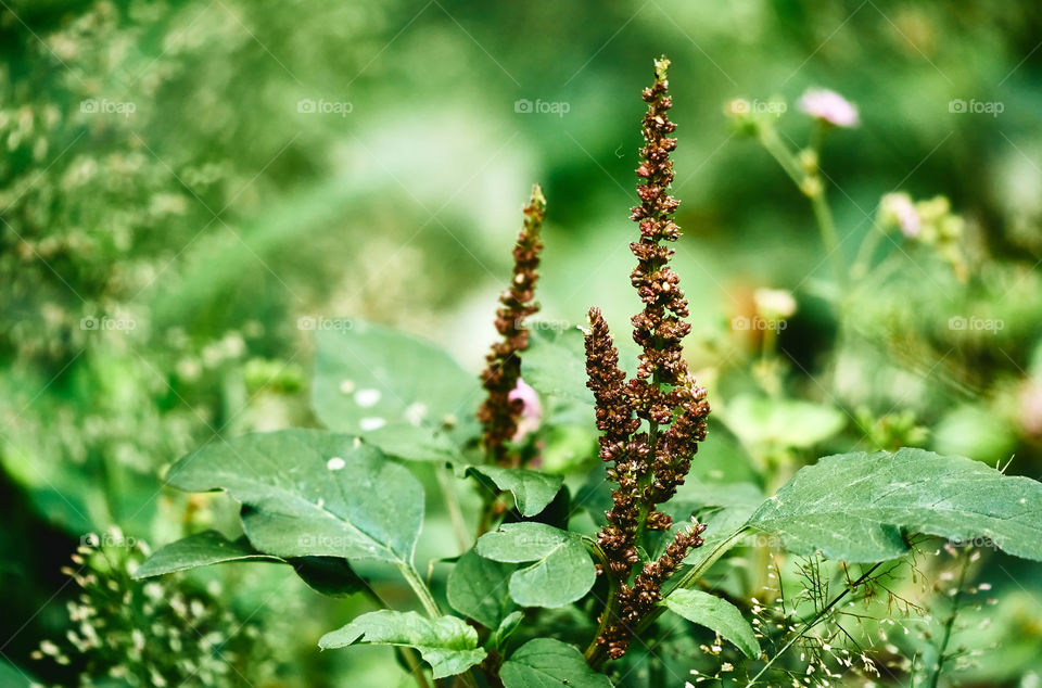 Floral photography - amaranthus - cosmopolitan species