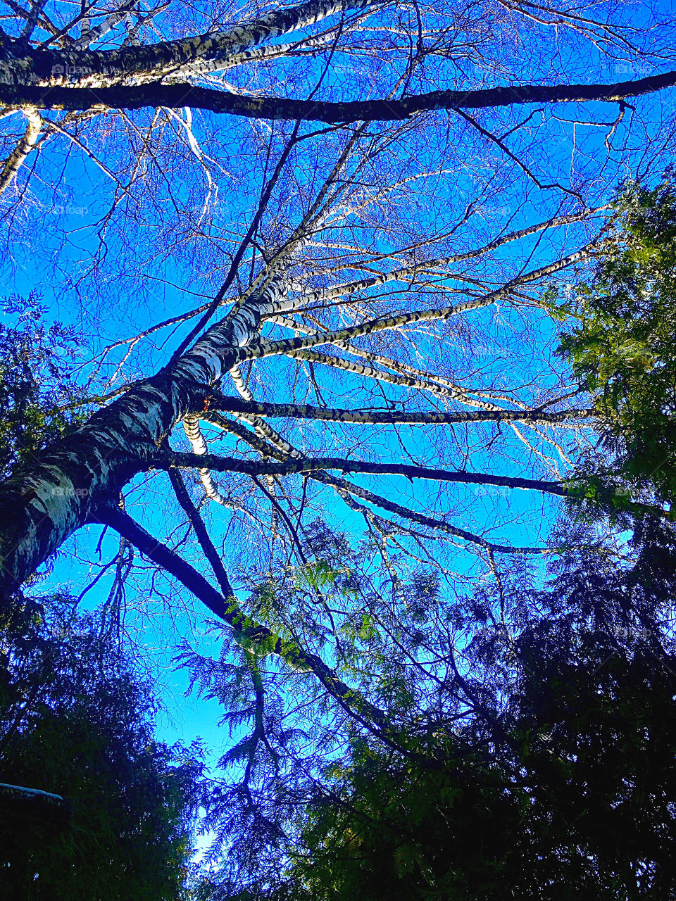 Morning awakening after a long winter