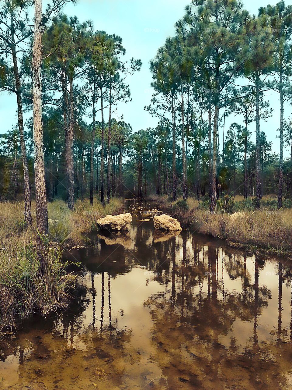 Rocky golden creek running through the forest.