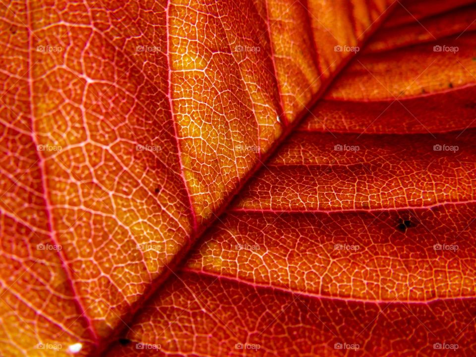 Red leaf on sunlight.