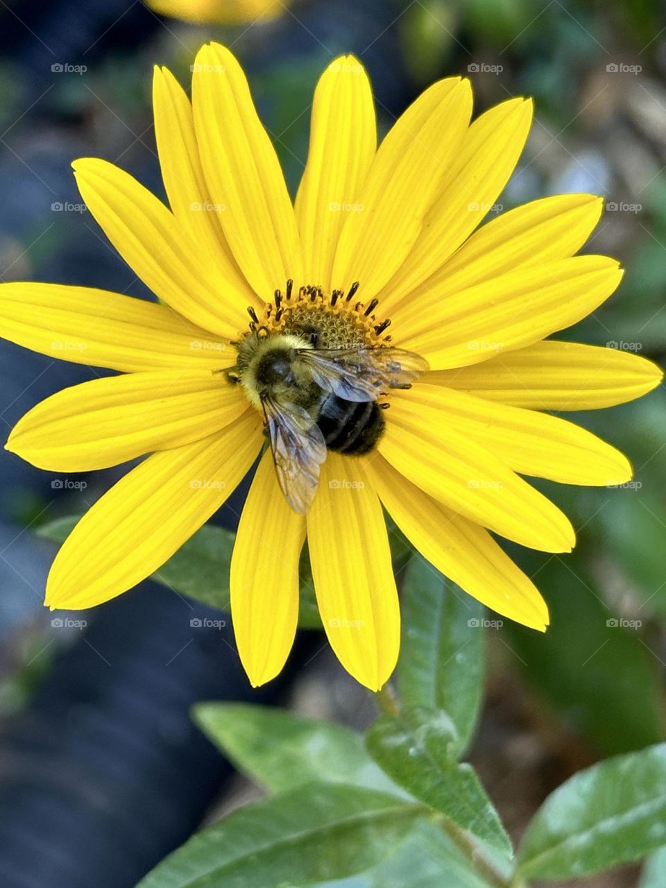 Honey bee on a swamp daisy blossom. The worker bees are about ½ inch long, yellow and black in color and are covered by numerous hairs on their bodies.