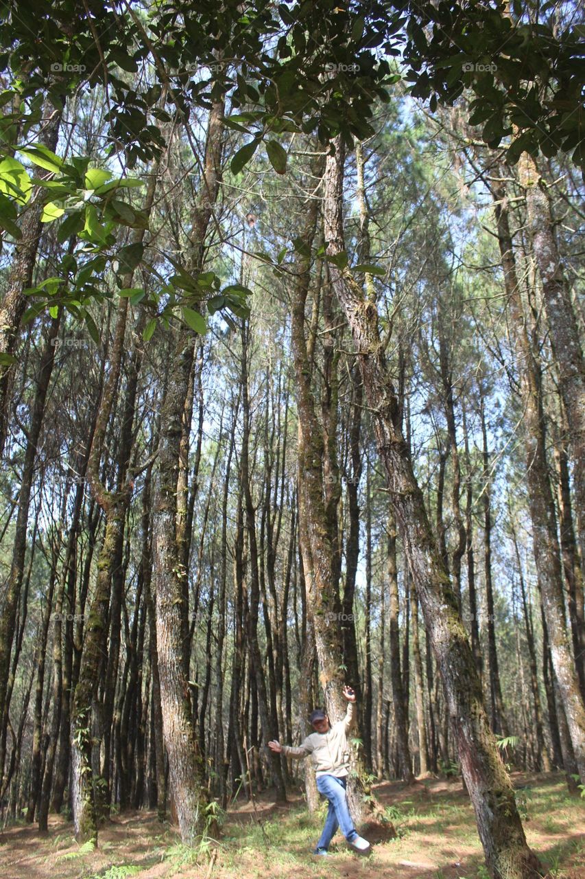 dance at pine forest