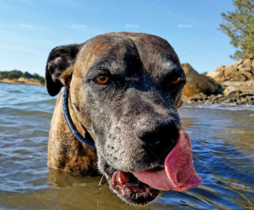 Thor at the lake!