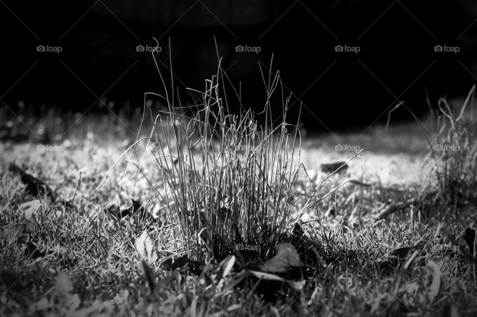 grass in black and white. Springtime in lancaster pa 