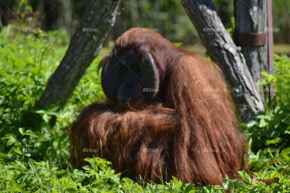 Orangutang male