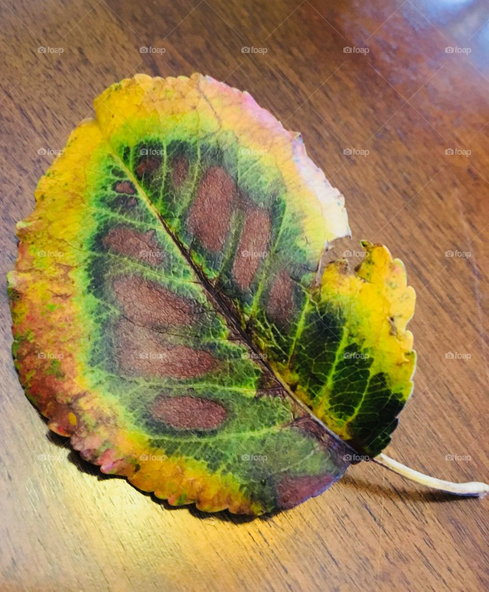 Pear Tree Leaf in Autumn