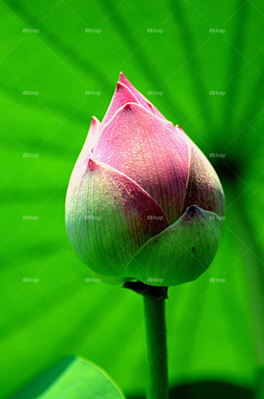 Lotus over green background
