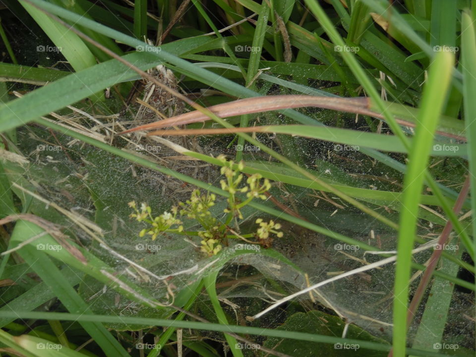 grassy spot. This is a picture I took while traveling to port Aransas Texas. 👣 🚶 🏃 🔥 💨
