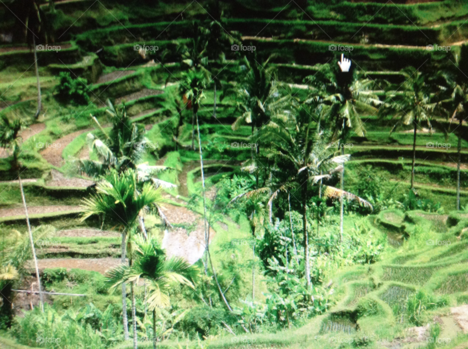 farming tiers rice paddy bali by quizknight