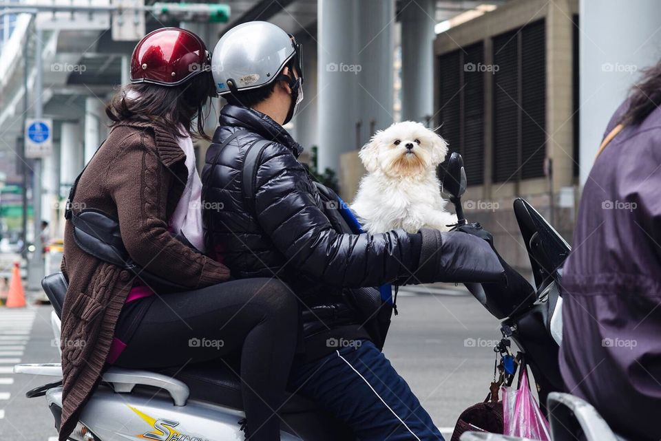 A prideful dog rides a scooter as it rests on the arms of its owner. In Taiwan this is a completely normal sight. 