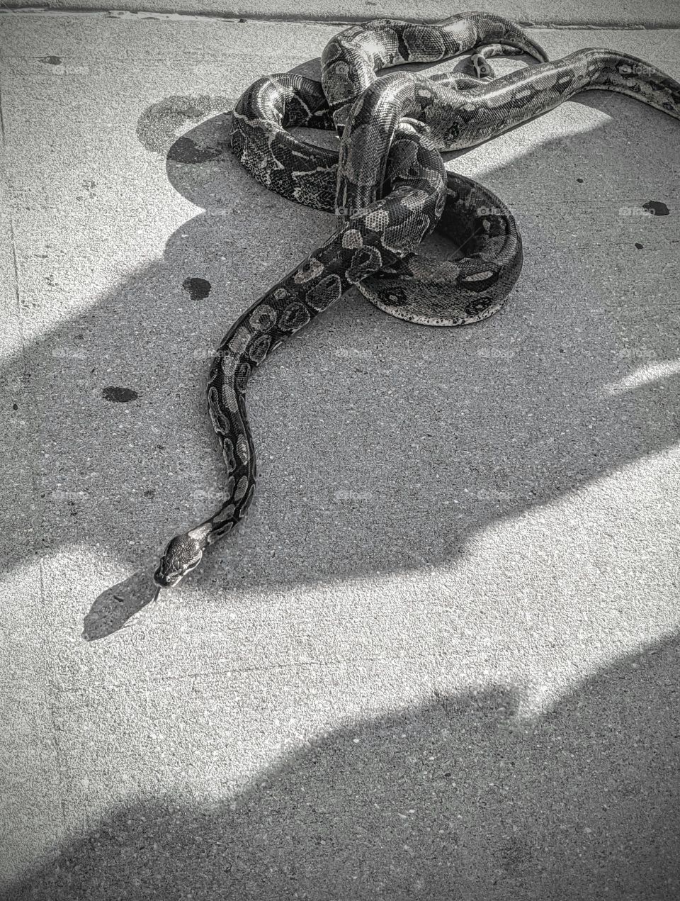 snake at a street festival