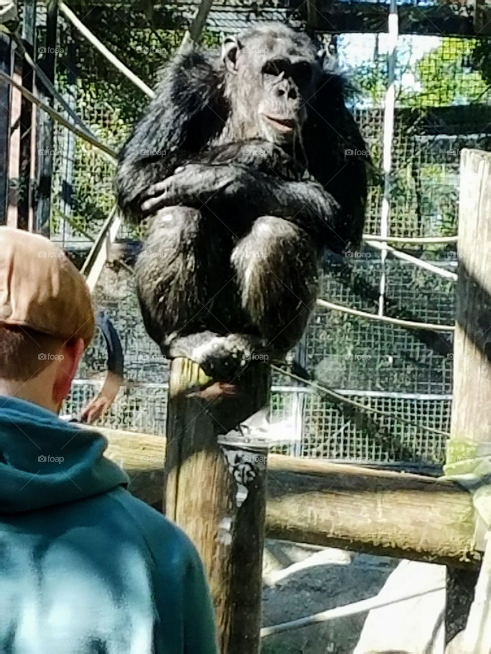 Chimpanzee at the Zoo