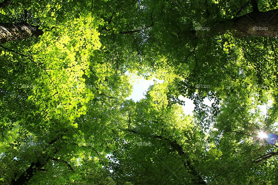 different colors of leaves in the sky