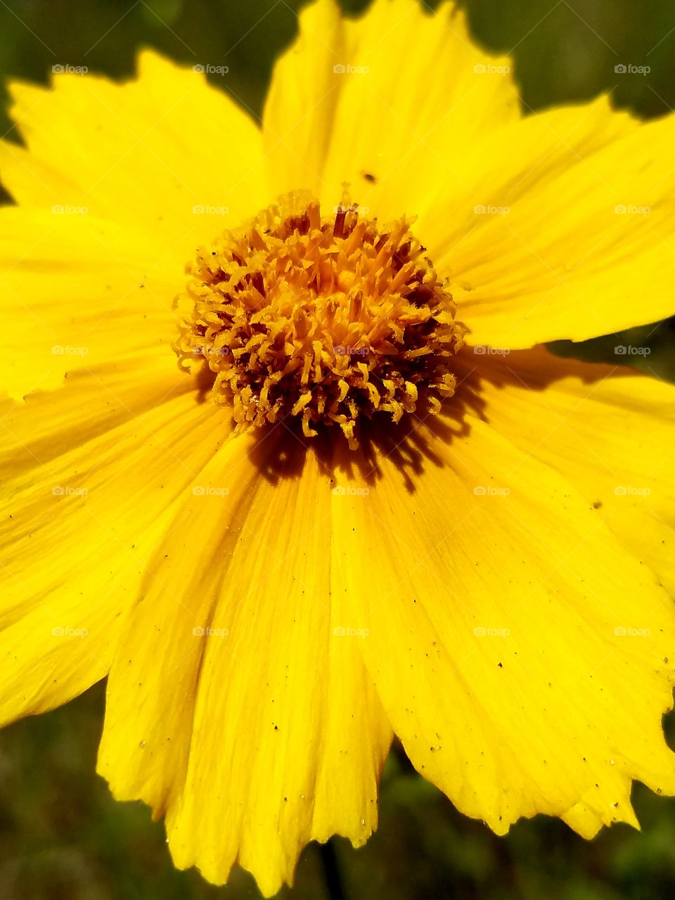 Golden Butterfly Marguerite Daisy