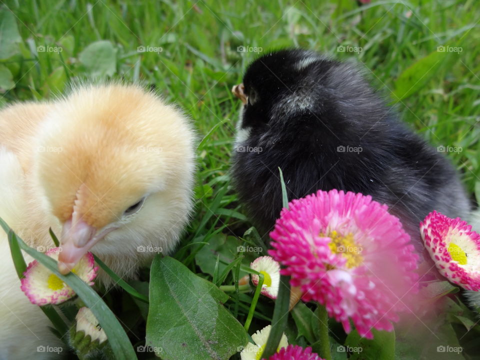 cute chicks