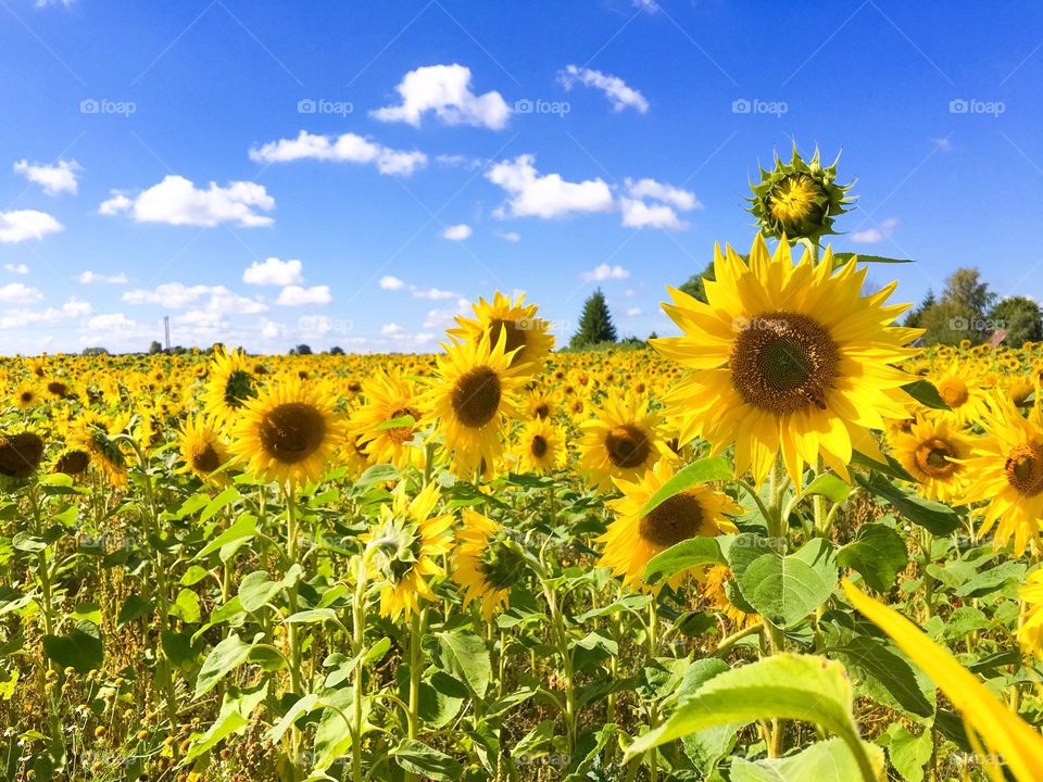 Sunflower field