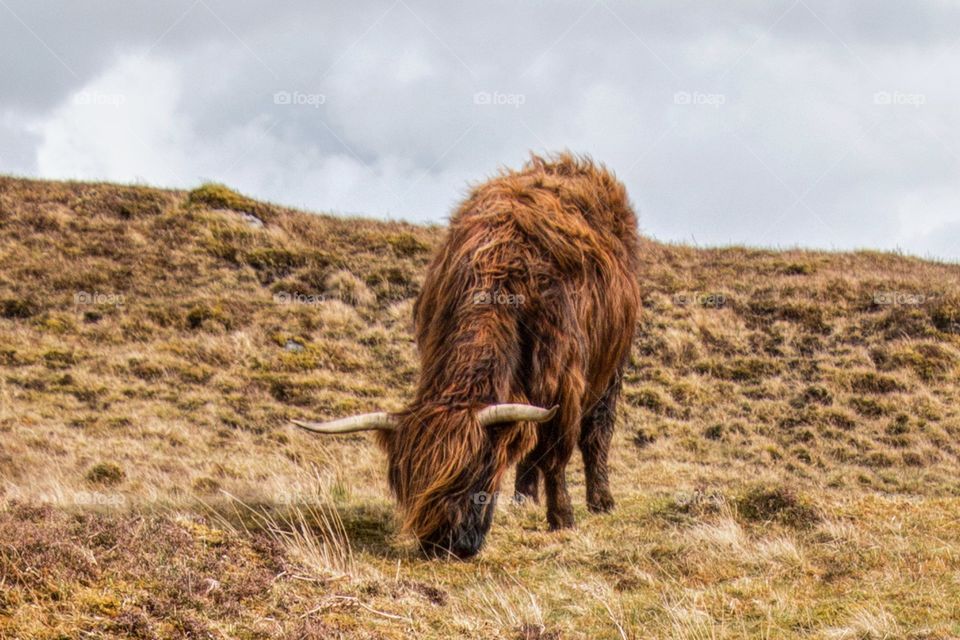 Grazing highland cow 