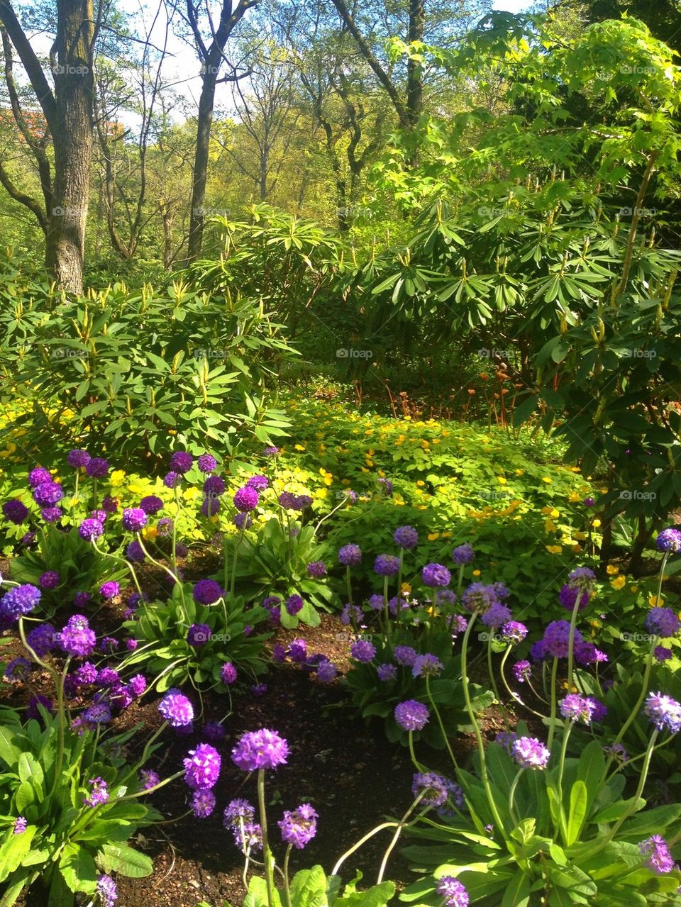 View of flowering plant