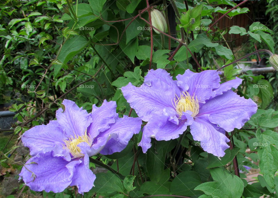 Clematis. Peaceful Garden