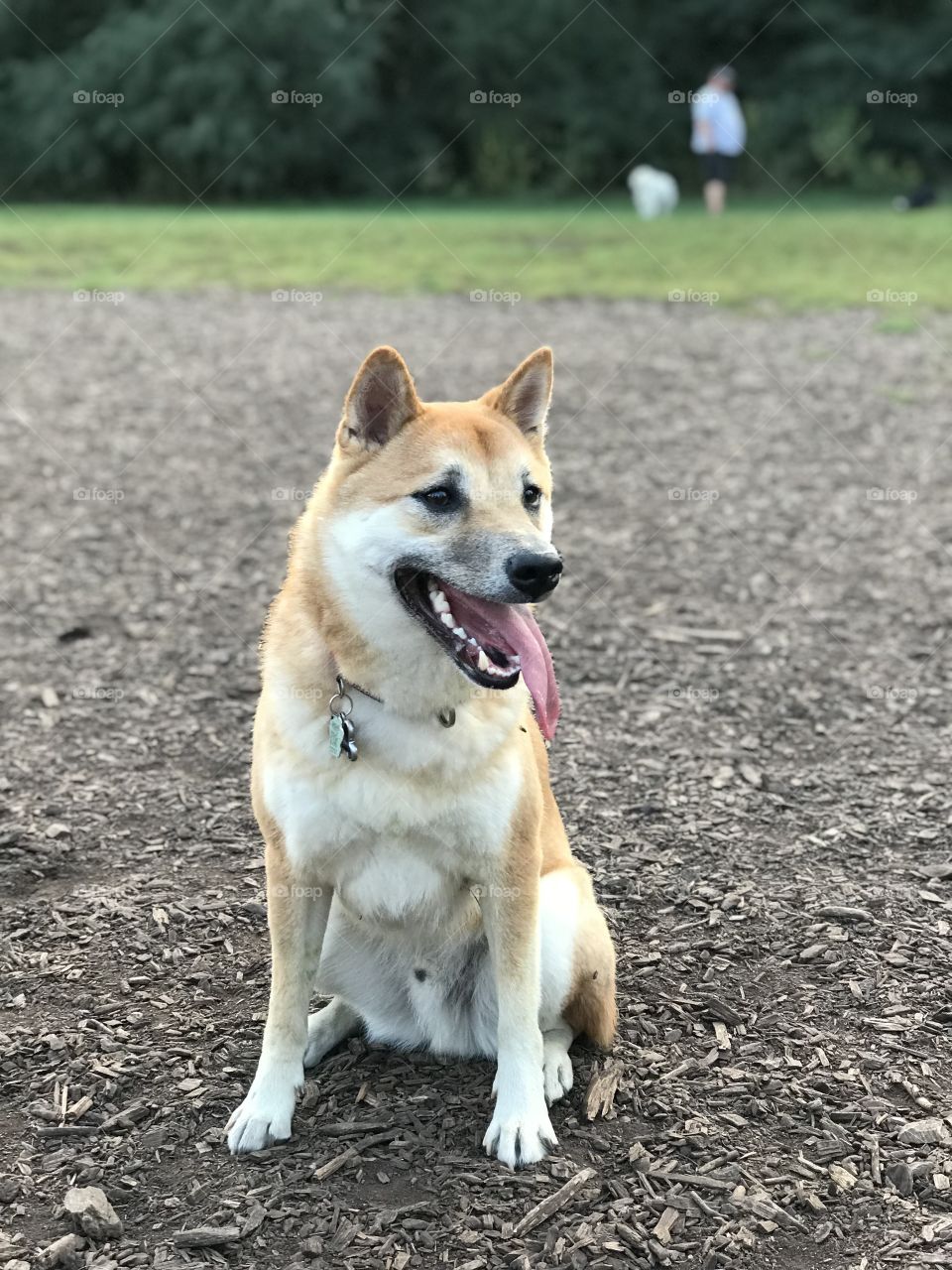 Dogs love the park
