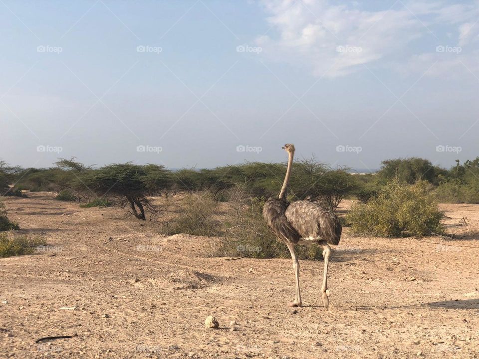 Running in Sir Baniyas Island reservation