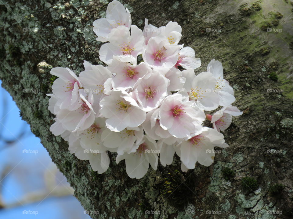 Cherry blossom bouquet