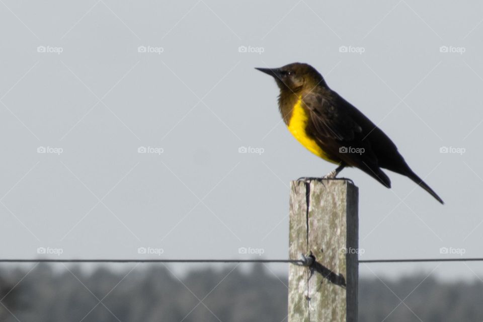 Tordo Pechiamarillo. Guazuvirá, Canelones,  Uruguay. Al costado de la ruta.