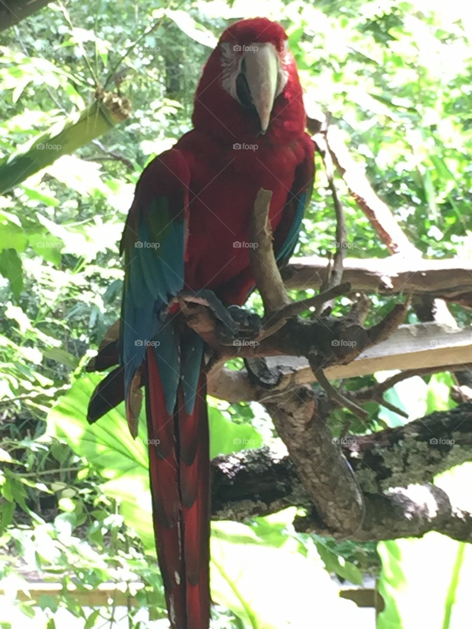Parrot