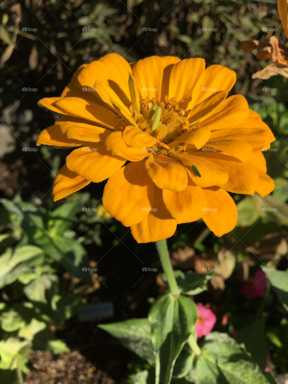 Yellow zinnia 