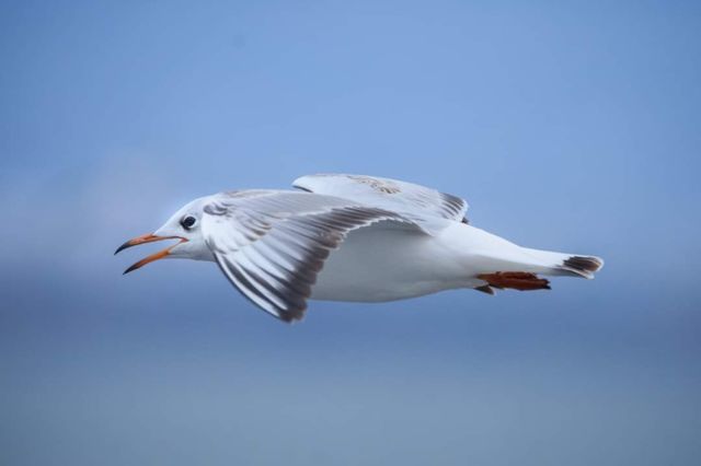 in flight