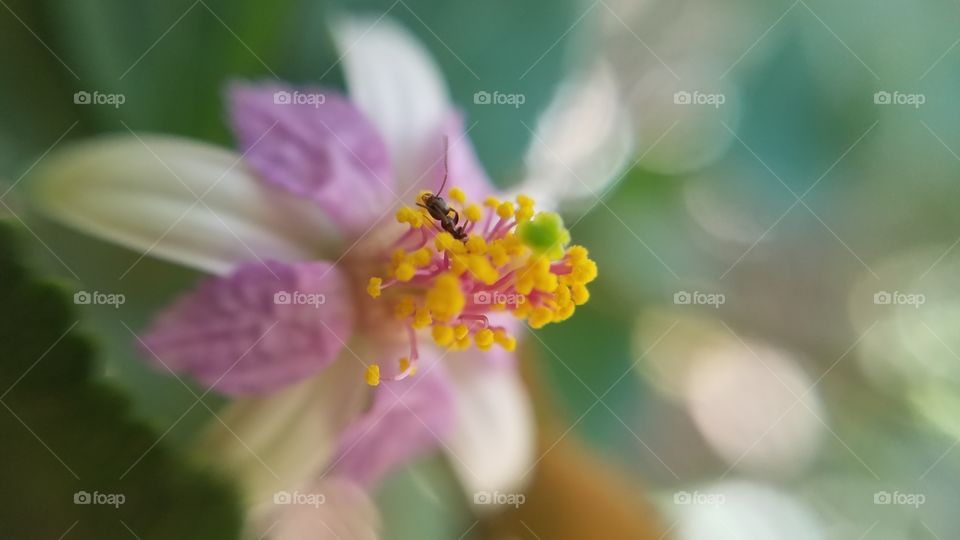 ant in flower