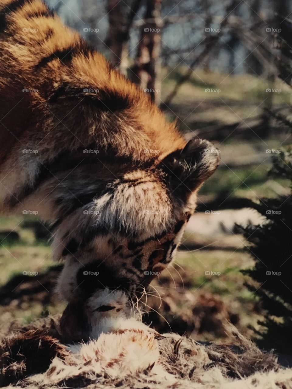 Tiger at Bronx Zoo 