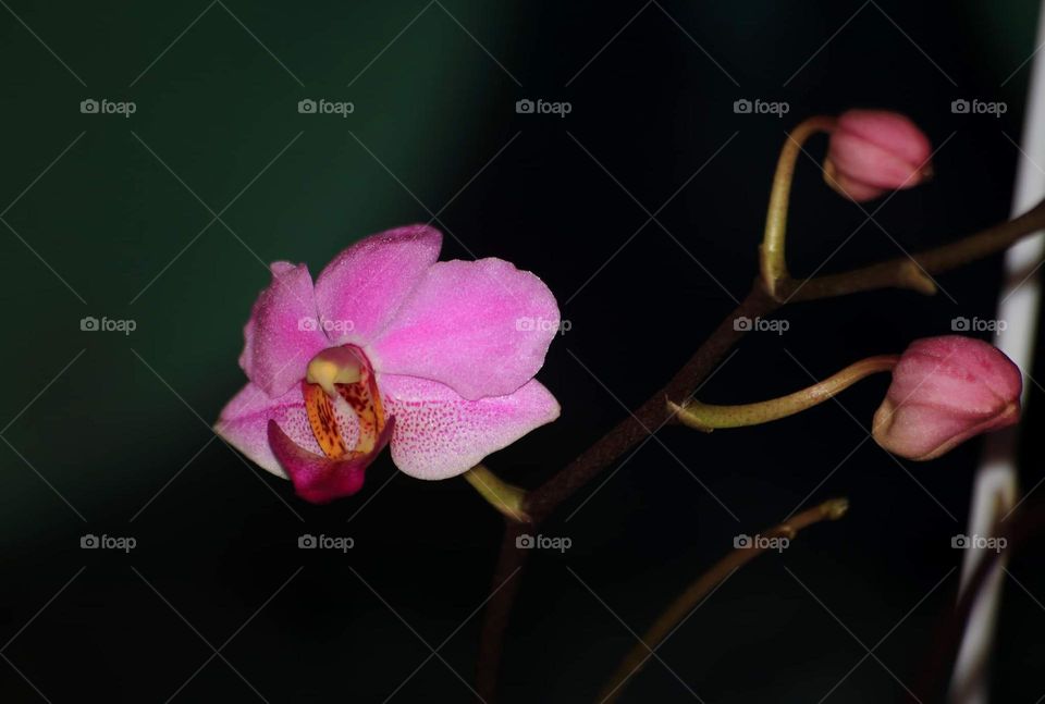 Pink coloured orchid at the pots starting for bloosom . Fice beauty petal colouring similar with other part of flower : speal, pollinanium, etc . Not really completed bloosom to the plant, but there's beauty shown into the eyes .