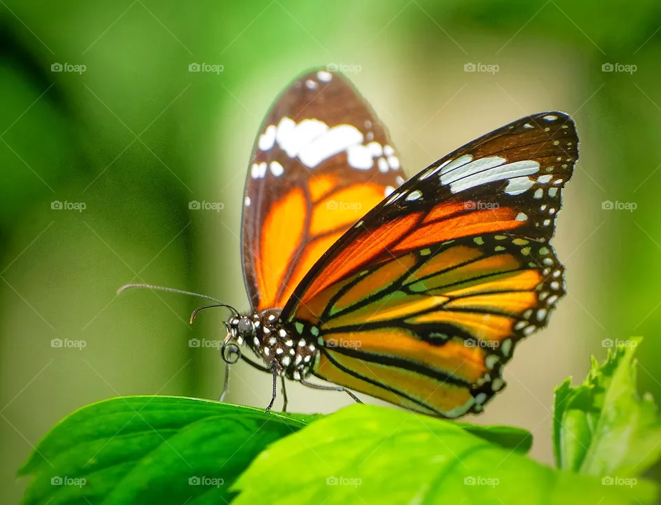 butterflies